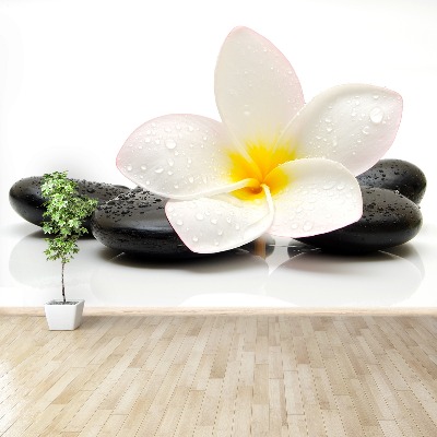 Wallpaper Plumeria stones