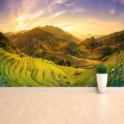 Wallpaper Rice fields