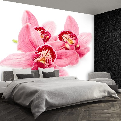 Wallpaper Pink orchid