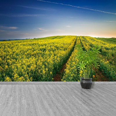 Wallpaper Rape fields