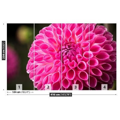 Wallpaper Dahlia pink