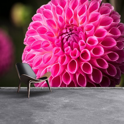 Wallpaper Dahlia pink