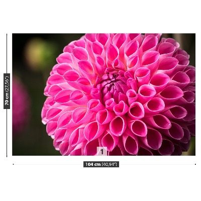 Wallpaper Dahlia pink