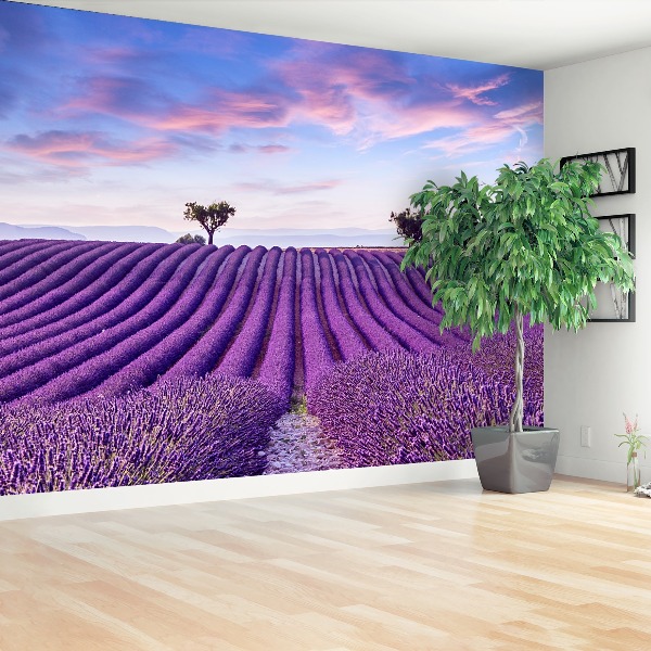 Wallpaper Lavender field