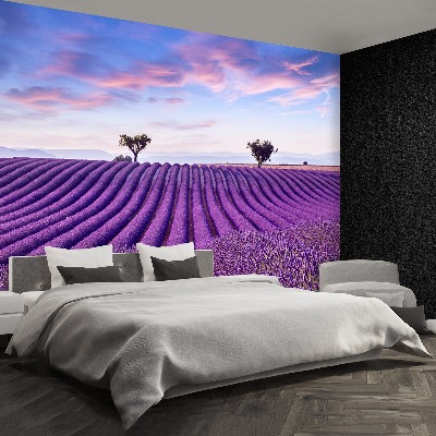 Wallpaper Lavender field