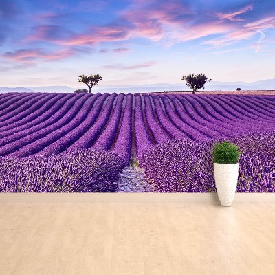 Wallpaper Lavender field