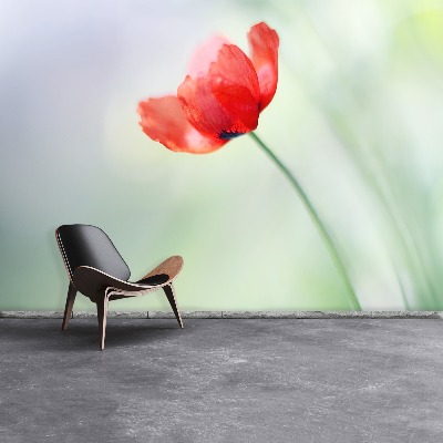 Wallpaper Red poppy