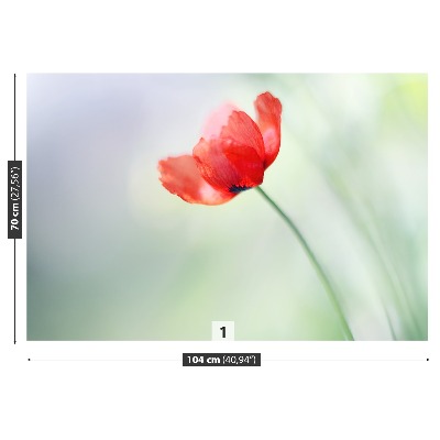 Wallpaper Red poppy