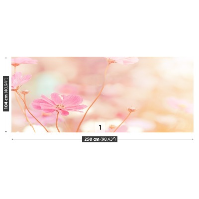 Wallpaper Pink cosmos flowers