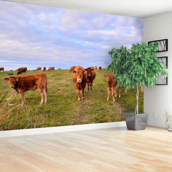 Wallpaper Cows