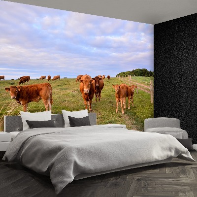 Wallpaper Cows