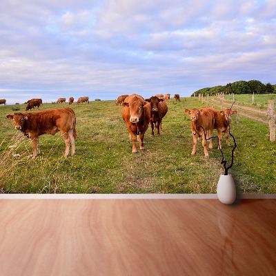 Wallpaper Cows