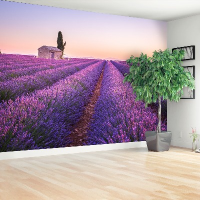 Wallpaper Provence lavender