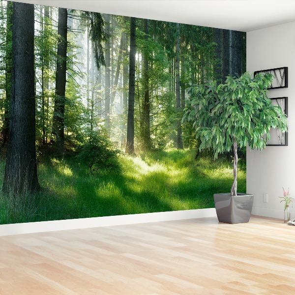 Wallpaper Spruces