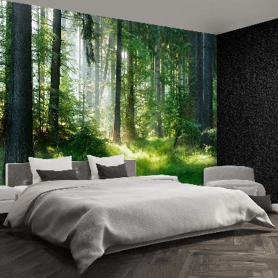 Wallpaper Spruces