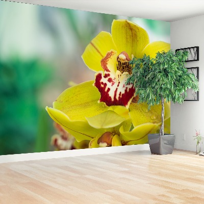 Wallpaper Yellow orchid