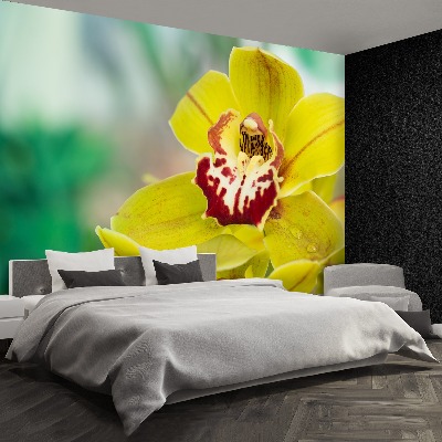 Wallpaper Yellow orchid