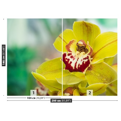 Wallpaper Yellow orchid