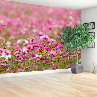 Wallpaper Cosmos flowers