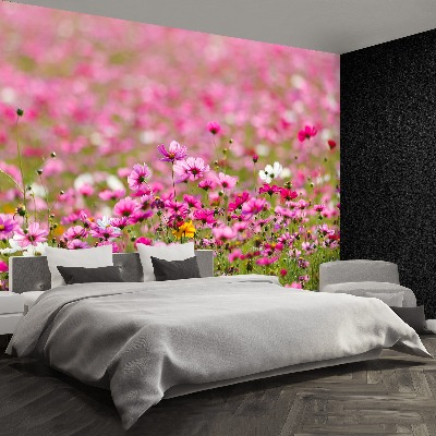 Wallpaper Cosmos flowers