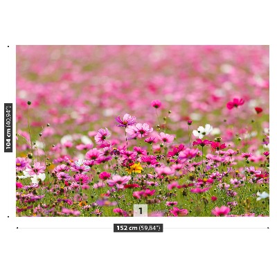 Wallpaper Cosmos flowers