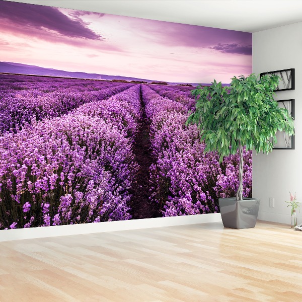 Wallpaper Blooming lavender