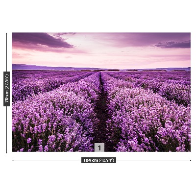 Wallpaper Blooming lavender