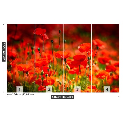 Wallpaper Poppies meadow