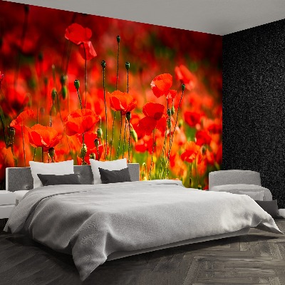 Wallpaper Poppies meadow