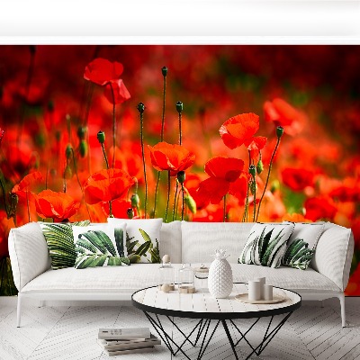 Wallpaper Poppies meadow