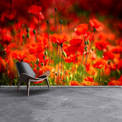 Wallpaper Poppies meadow