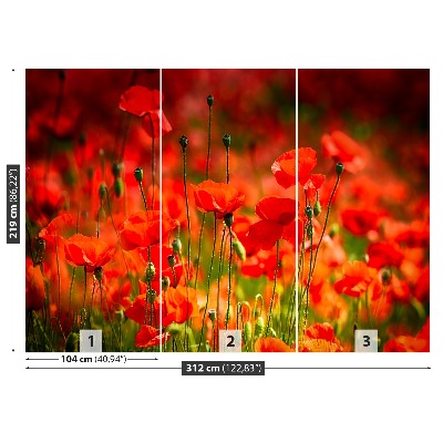 Wallpaper Poppies meadow