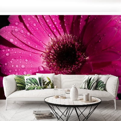 Wallpaper Purple gerbera