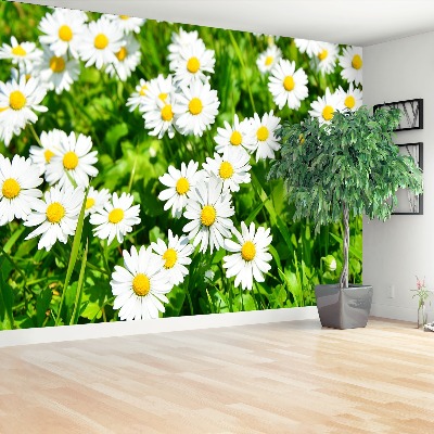 Wallpaper Meadow daisies