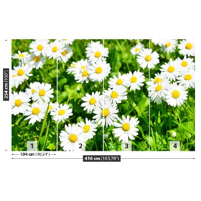 Wallpaper Meadow daisies