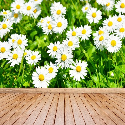 Wallpaper Meadow daisies