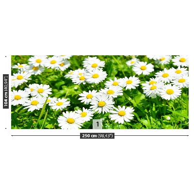 Wallpaper Meadow daisies