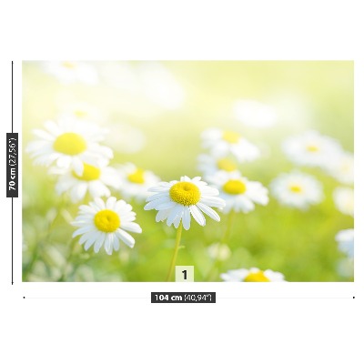 Wallpaper Meadow daisies