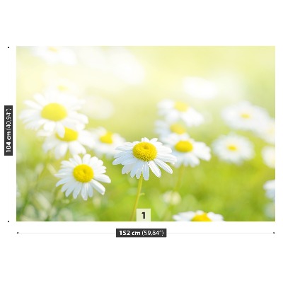 Wallpaper Meadow daisies