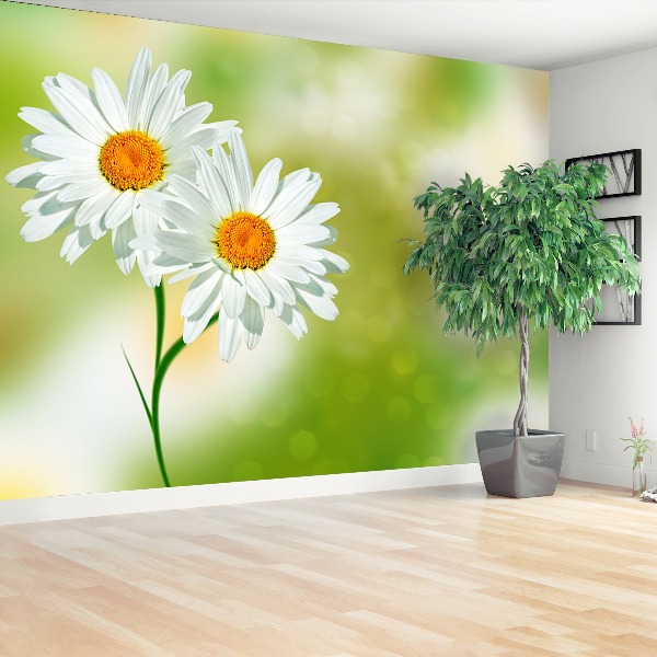 Wallpaper White chamomile