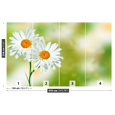 Wallpaper White chamomile