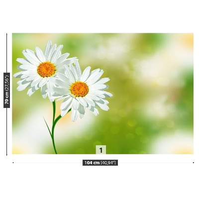 Wallpaper White chamomile