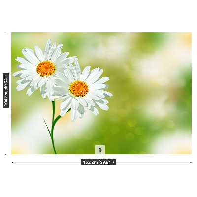 Wallpaper White chamomile