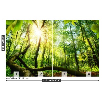 Wallpaper Beech forest