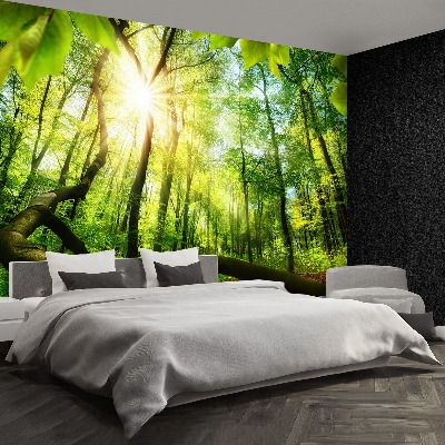 Wallpaper Beech forest
