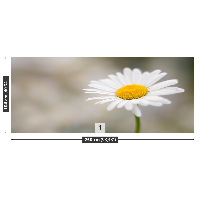 Wallpaper White chamomile