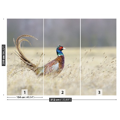 Wallpaper Pheasant