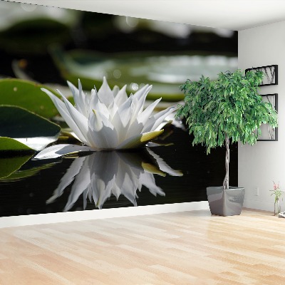 Wallpaper White lotus