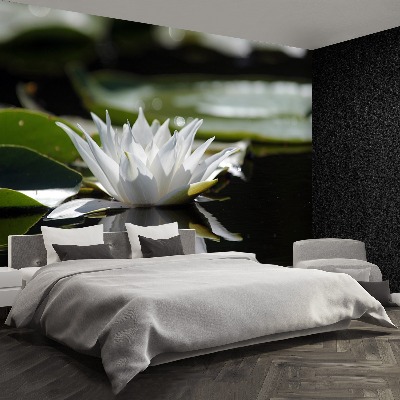 Wallpaper White lotus