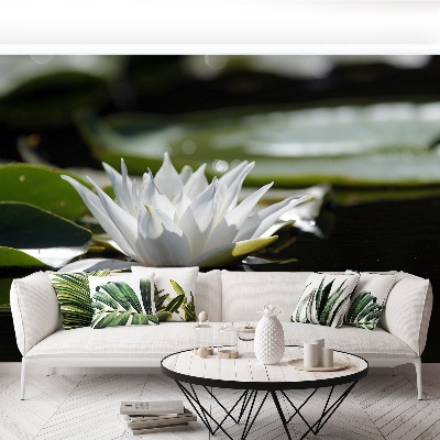 Wallpaper White lotus